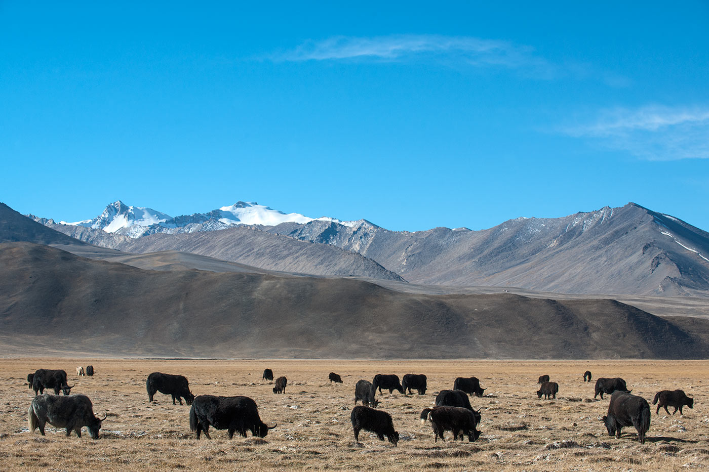 High plateau of Murghob - People and Plants